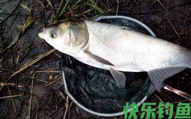 白鲢可以净化水质吗