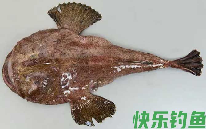 安康鱼种类及图片大全