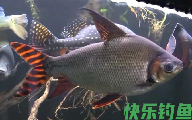 飞凤鱼价格多少钱一条