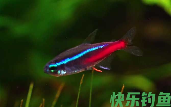 月光鱼可以和什么鱼混养