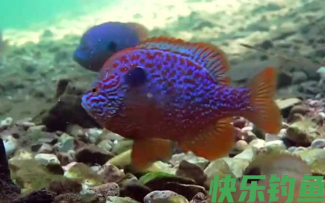 太阳鱼冬天会死吗