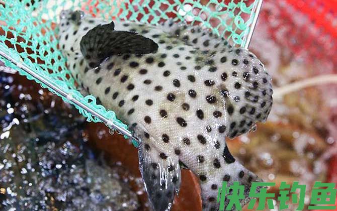 老鼠斑和东星斑哪个贵