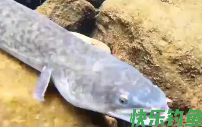 花鳗鲡是什么鱼