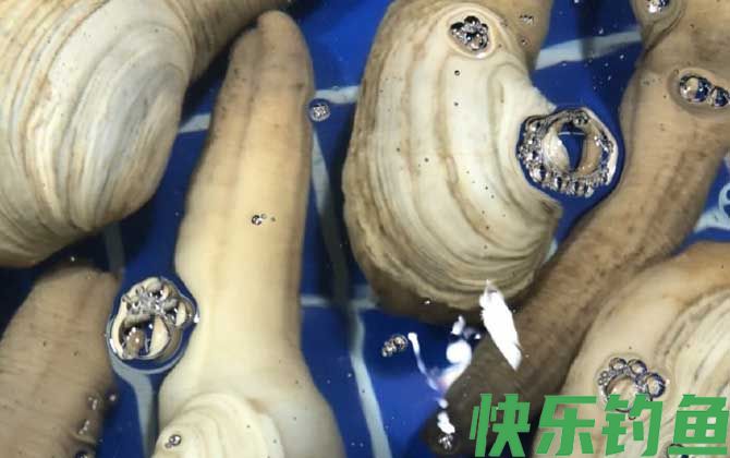 象拔蚌学名叫什么