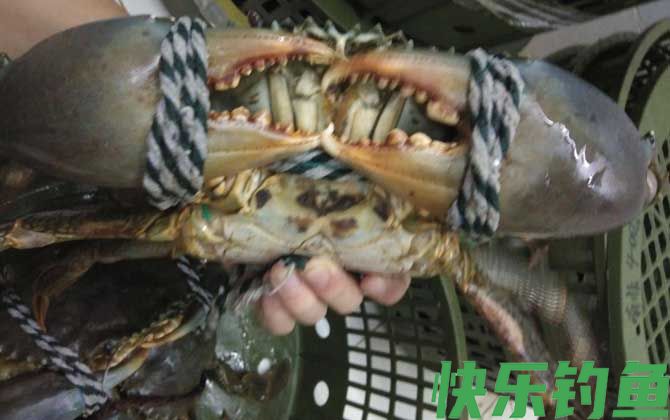 青蟹怎么保存不容易死