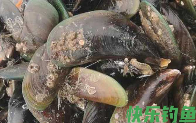 海虹和贻贝有什么区别