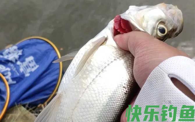 翘嘴为什么出水就死了