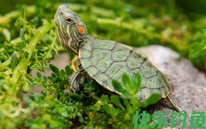 巴西彩龟是什么龟