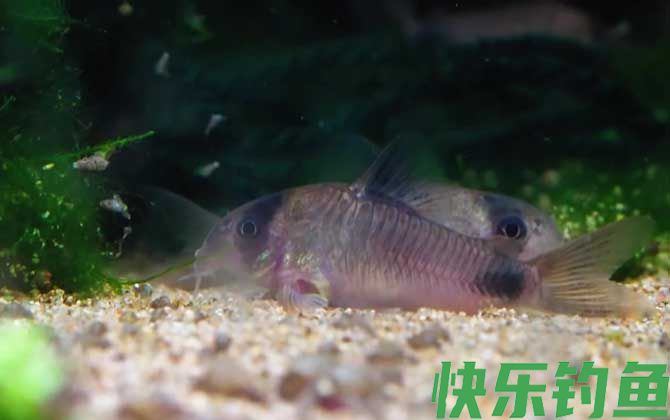 鼠鱼怎么分公母