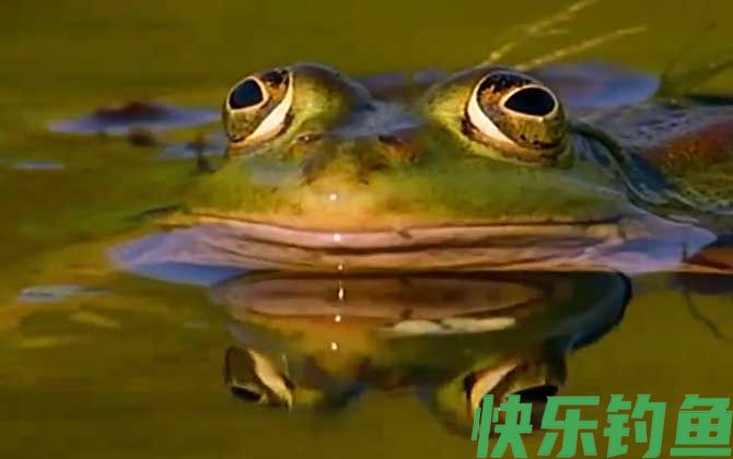 虎纹蛙是什么动物