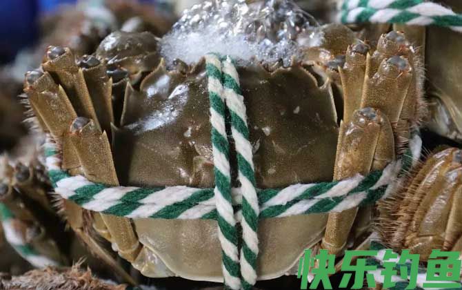 大闸蟹公的好还是母蟹好