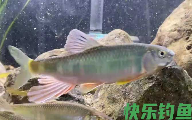 宽鳍鱲能长多大