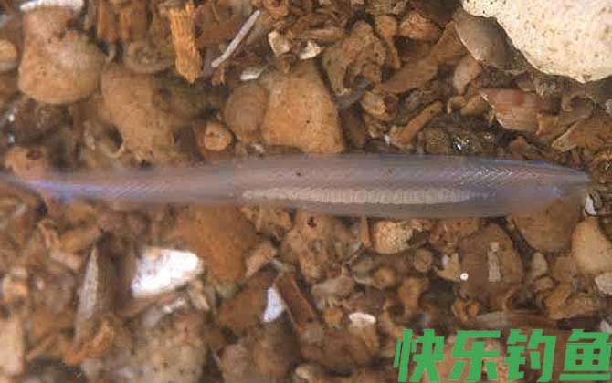 文昌鱼和武昌鱼的区别