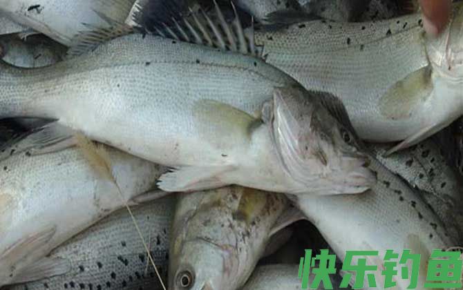 鲈鱼为什么叫癌鱼