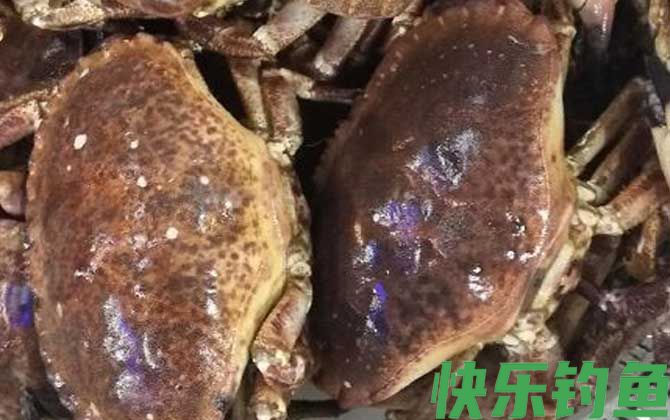 面包蟹价格多少钱一斤