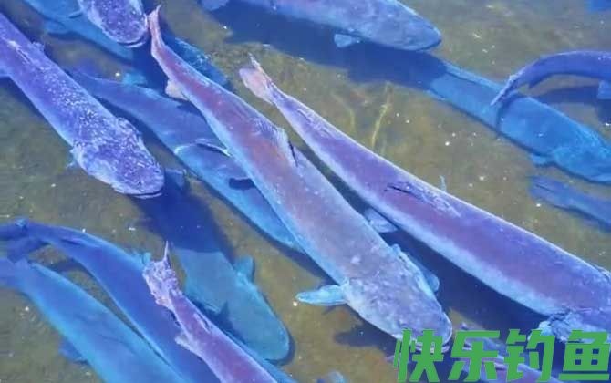 哲罗鲑和虹鳟鱼一样吗