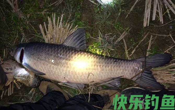 20斤大青鱼多少钱一斤