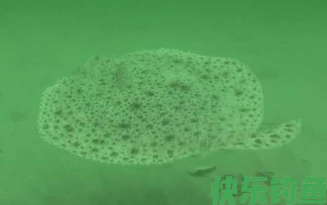 比目鱼和多宝鱼的区别