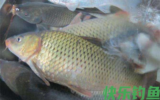 鲤鱼不能吃是迷信吗