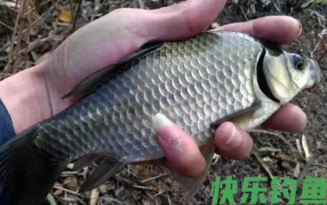 钓回来的鲫鱼怎么养活
