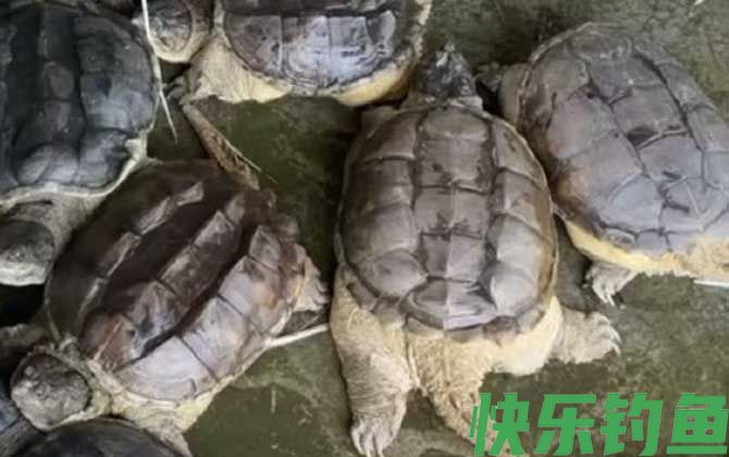 鳄龟可以吃吗