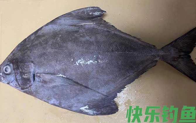 黑鲳鱼好吃吗