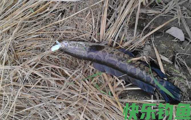 黑鱼多少度温度才开口