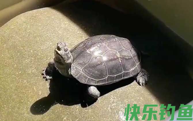 乌龟有多少品种