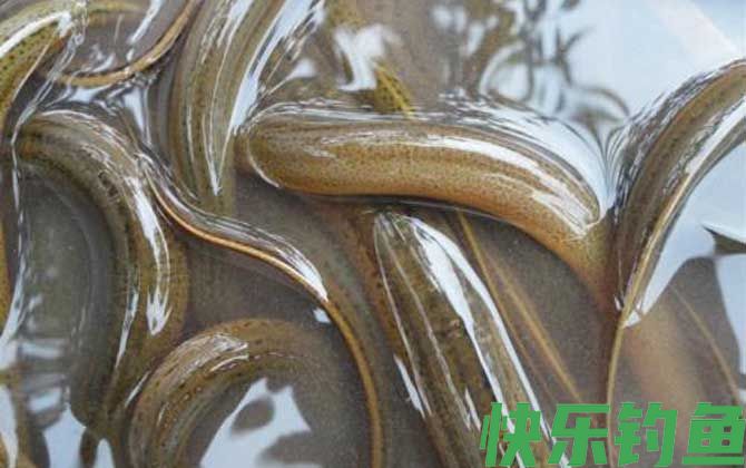 鳝鱼和鳗鱼有什么区别