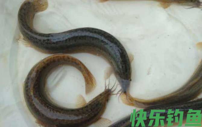 养一亩泥鳅一年赚多少钱