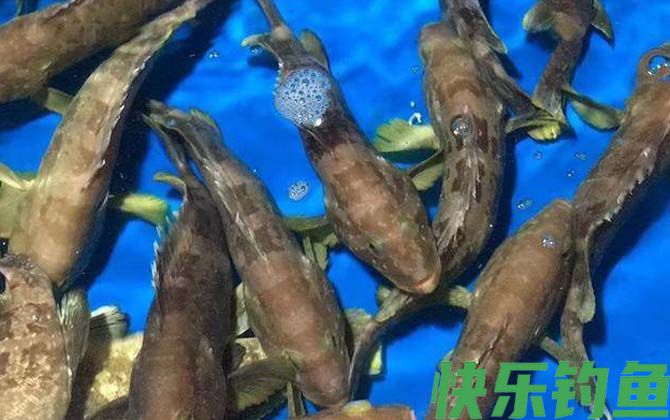 石斑鱼长什么样子