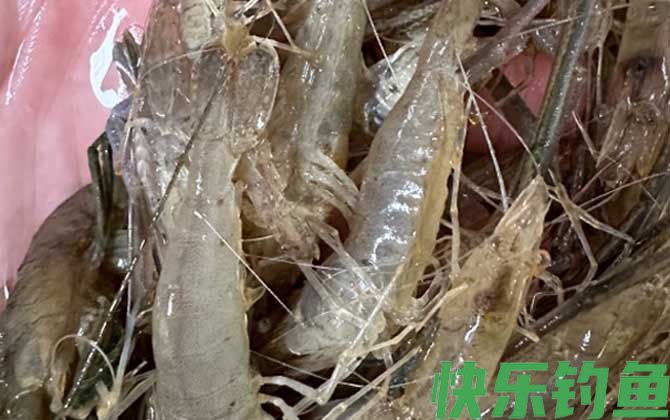 青虾和基围虾的区别