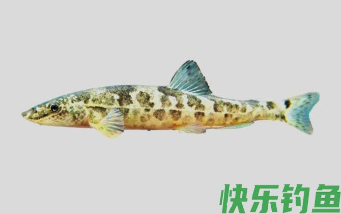 东方高原鳅是什么鱼