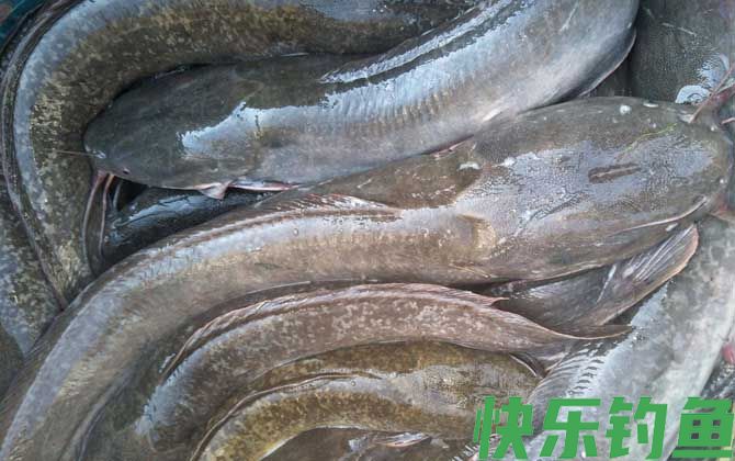 埃及塘鲺是什么鱼