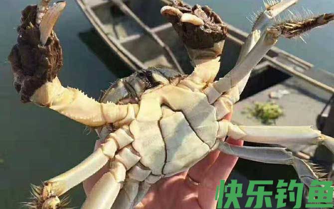 兴化大闸蟹是什么蟹种