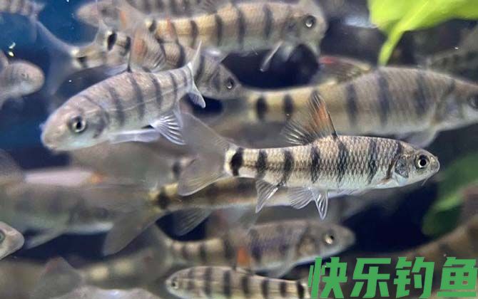 光唇鱼好养吗