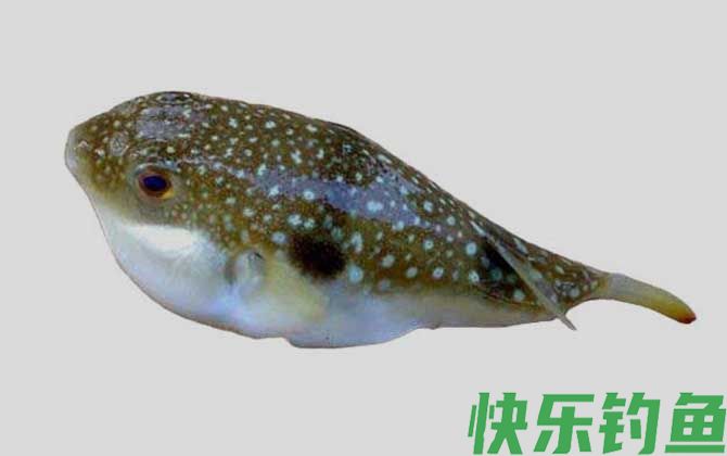 墨绿东方鲀是什么鱼