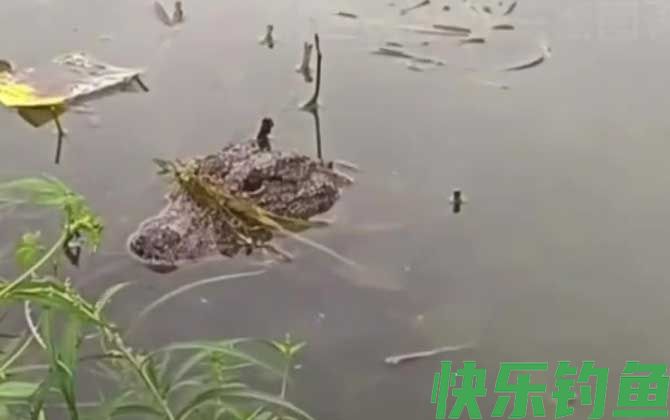 扬子鳄是最小的鳄鱼吗
