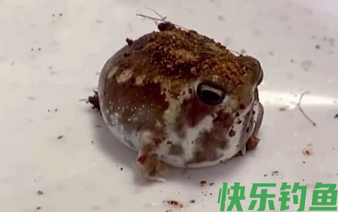 馒头蛙是什么动物