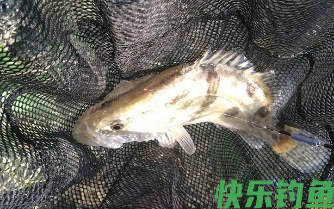 桃花流水鳜鱼肥的上一句是什么
