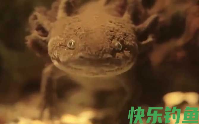 六角恐龙吃什么食物