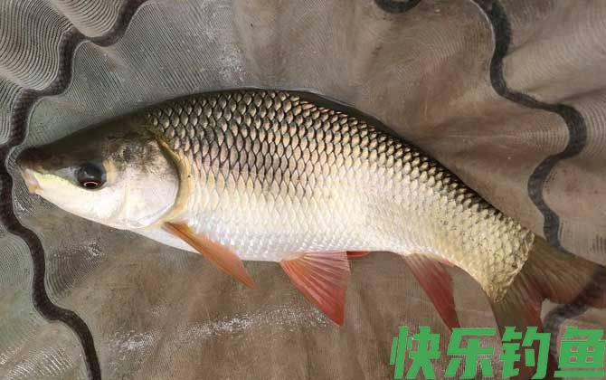 泰鲮鱼和赤眼鳟的区别