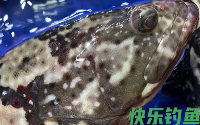 老虎斑产地在哪里