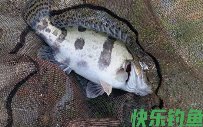 中国十大最干净的鱼排行榜