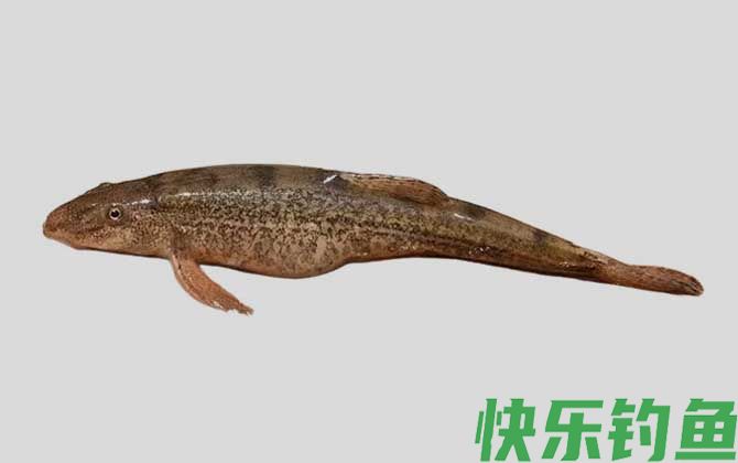 南盘江高原鳅是什么鱼
