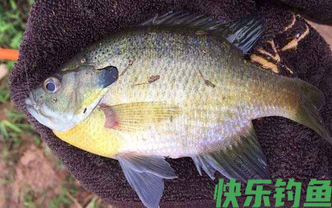 不小心摸到太阳鱼怎么办
