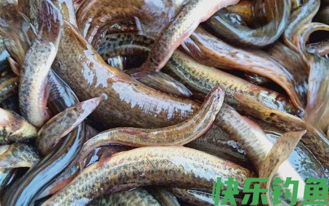 为什么放生泥鳅果报大