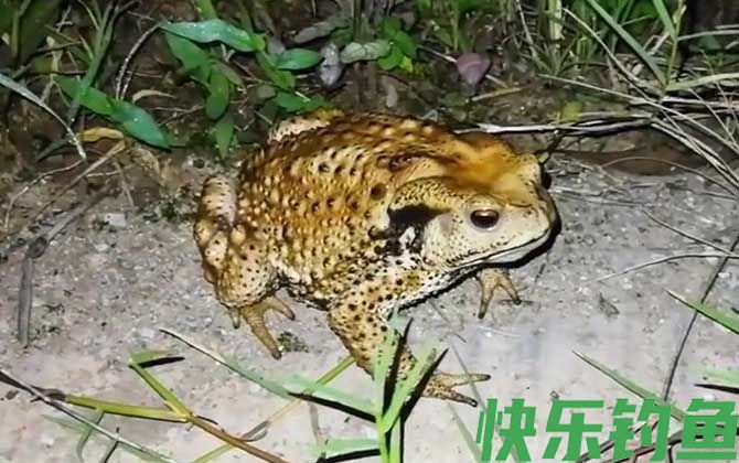 为什么蟾蜍是五毒之首