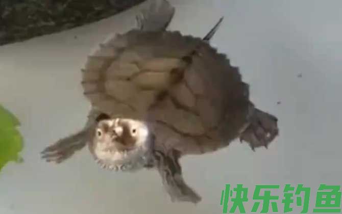 地图龟为什么不好养