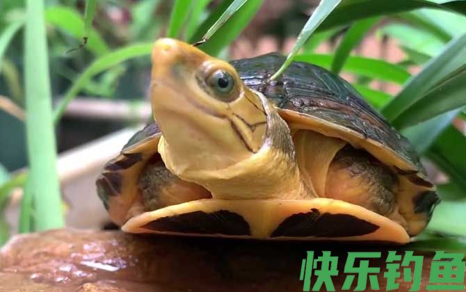 金头闭壳龟是什么龟